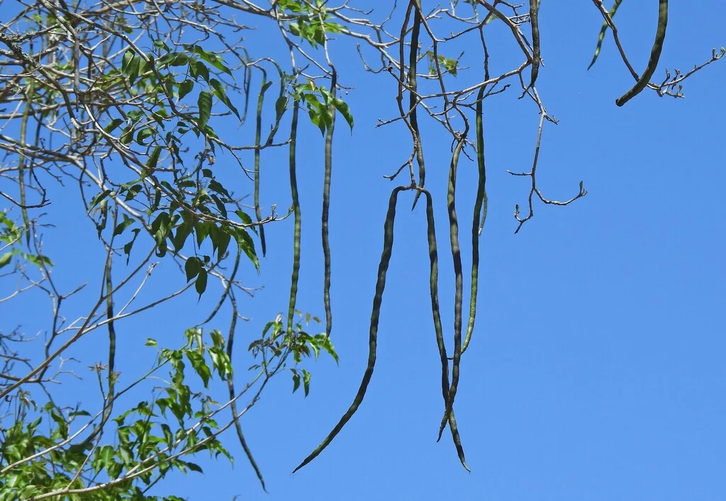 Handroanthus Heptaphyllus