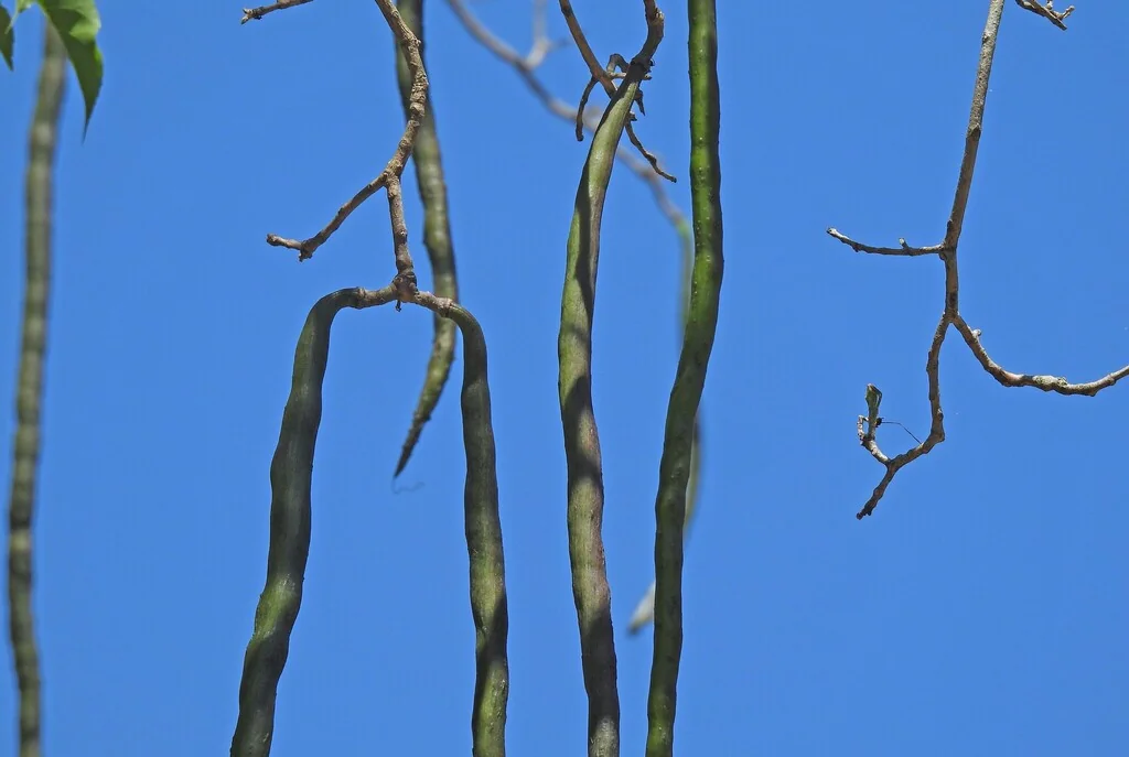 Handroanthus Heptaphyllus