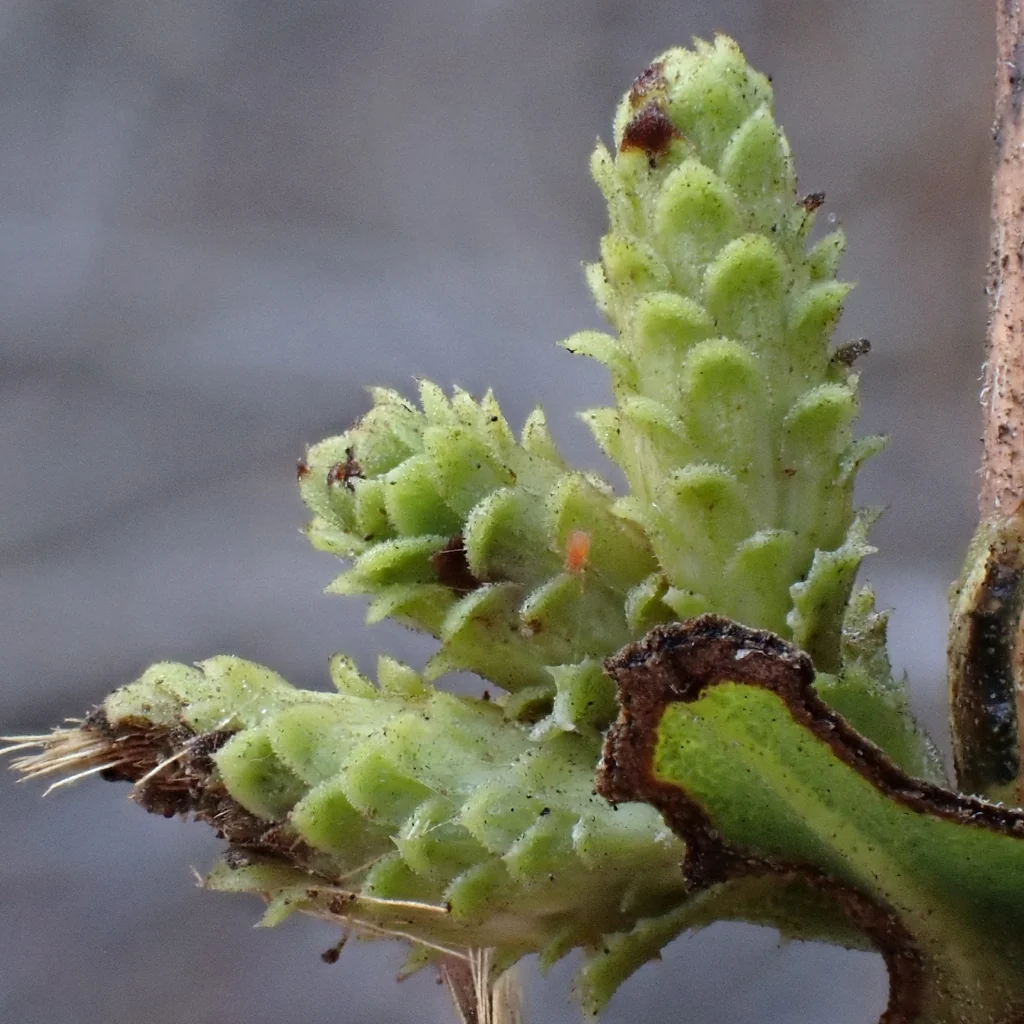 Hazardia squarrosa
