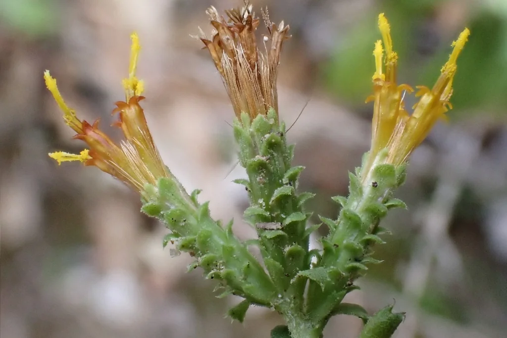 Hazardia squarrosa