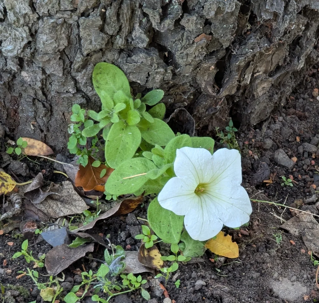 Petunia X Hybrida
