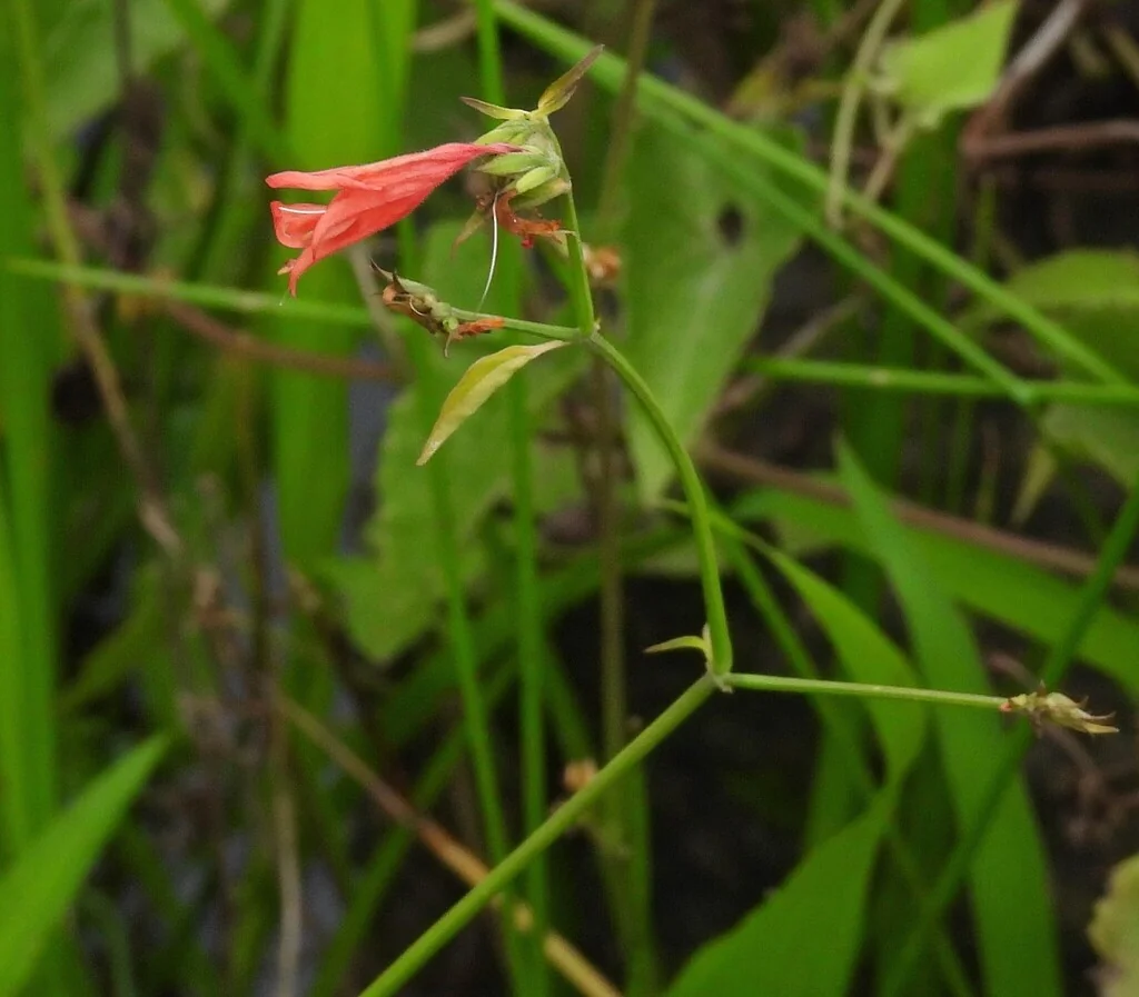Dicliptera Suberecta