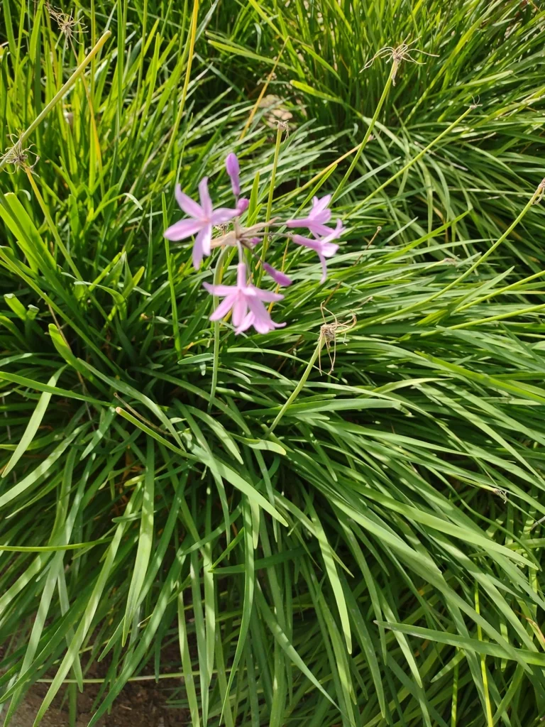 Tulbaghia Violacea