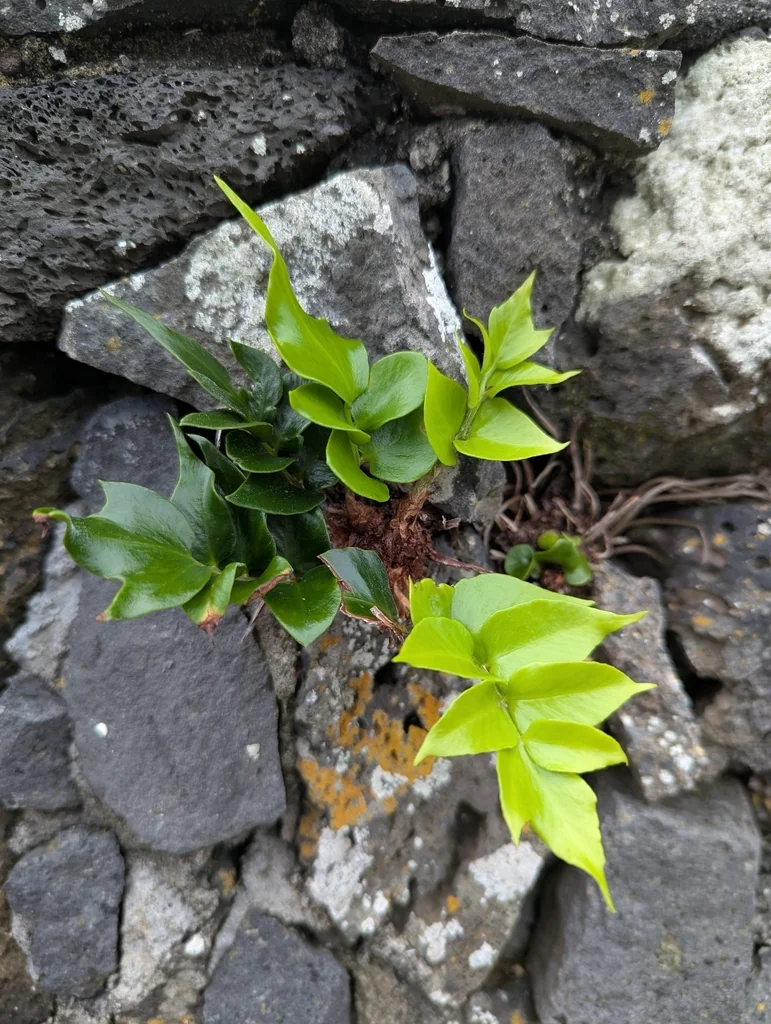 Cyrtomium Falcatum