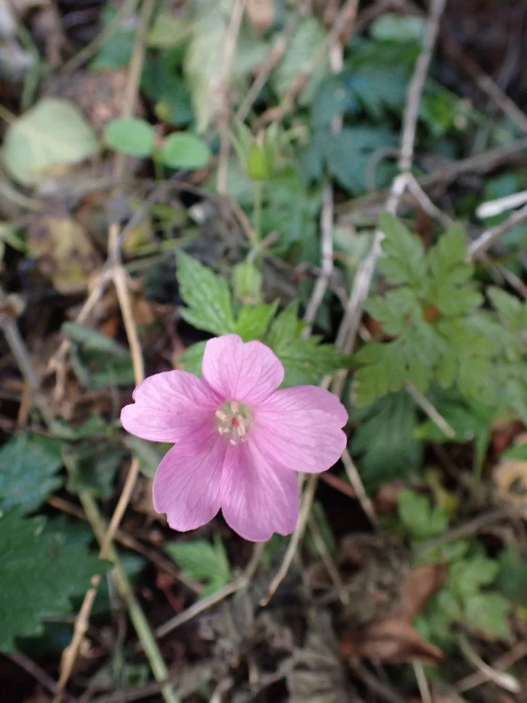 Geranium Endressii