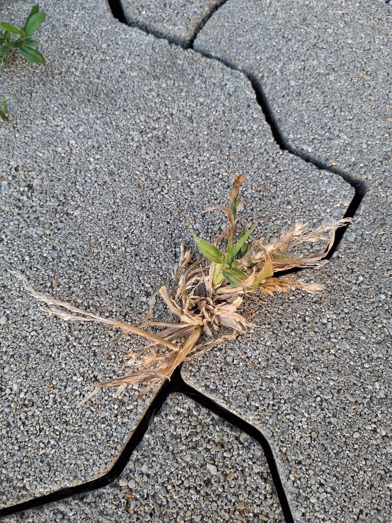 Panicum Miliaceum