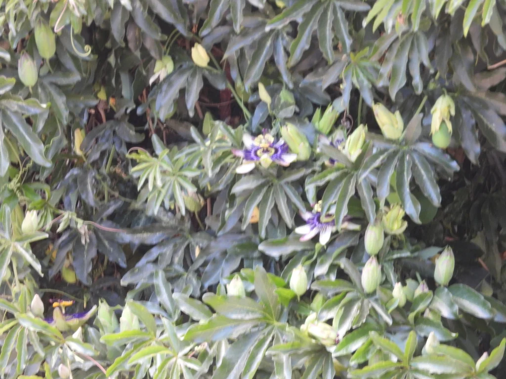 Passiflora Caerulea