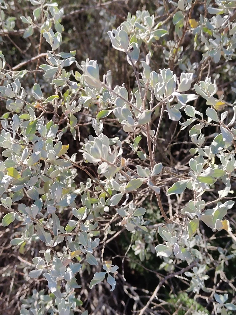 Leucophyllum Frutescens