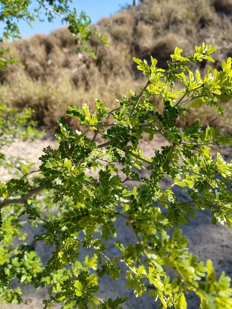 Ebenopsis Ebano