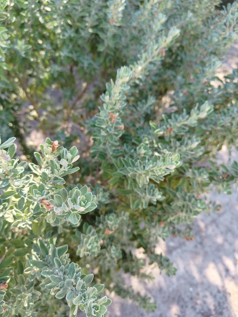 Leucophyllum Frutescens