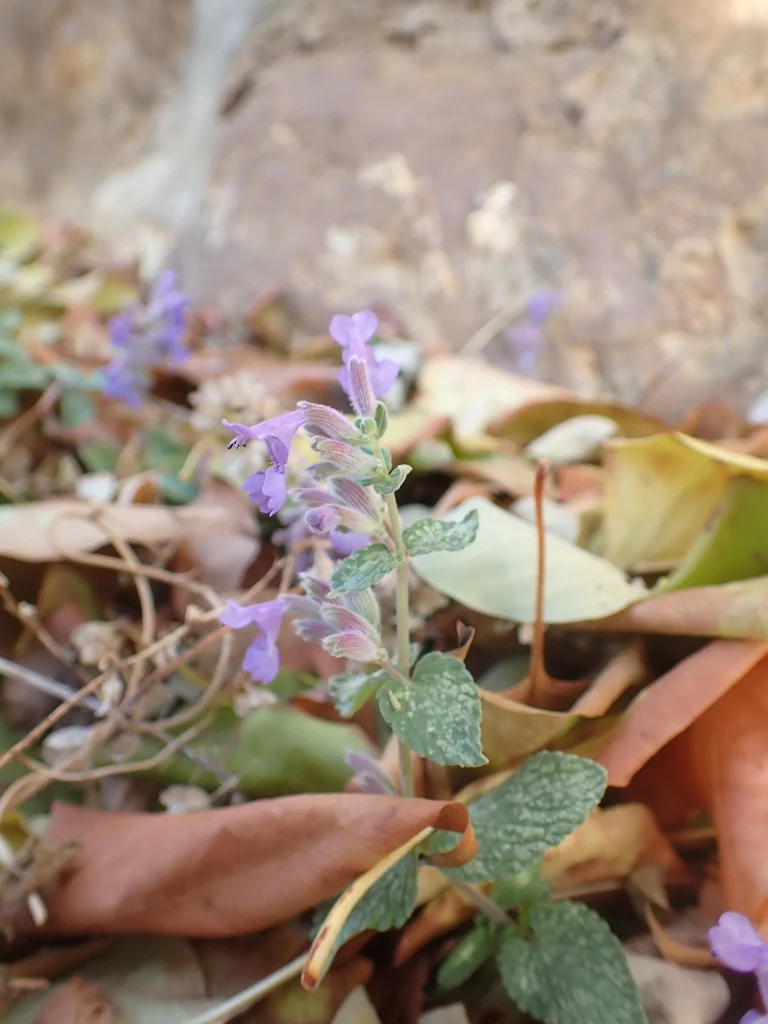 Nepeta Racemosa