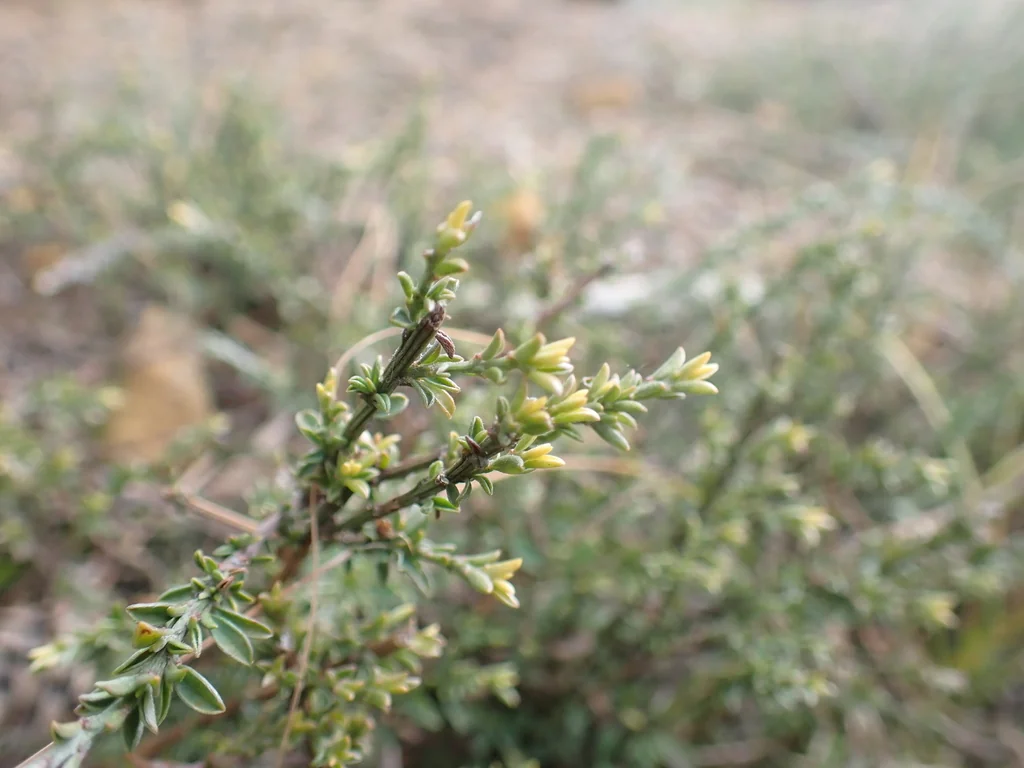 Genista Pilosa