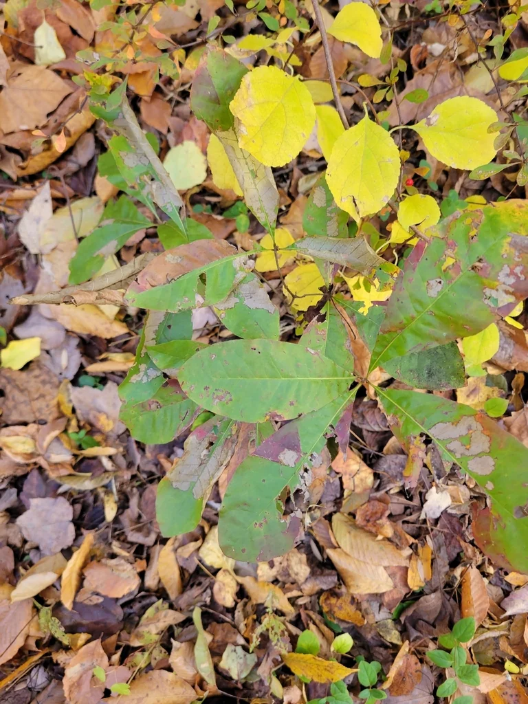 Quercus Imbricaria