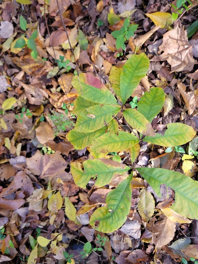 Quercus Imbricaria