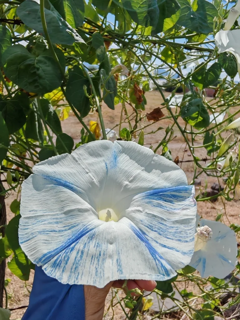 Ipomoea Tricolor