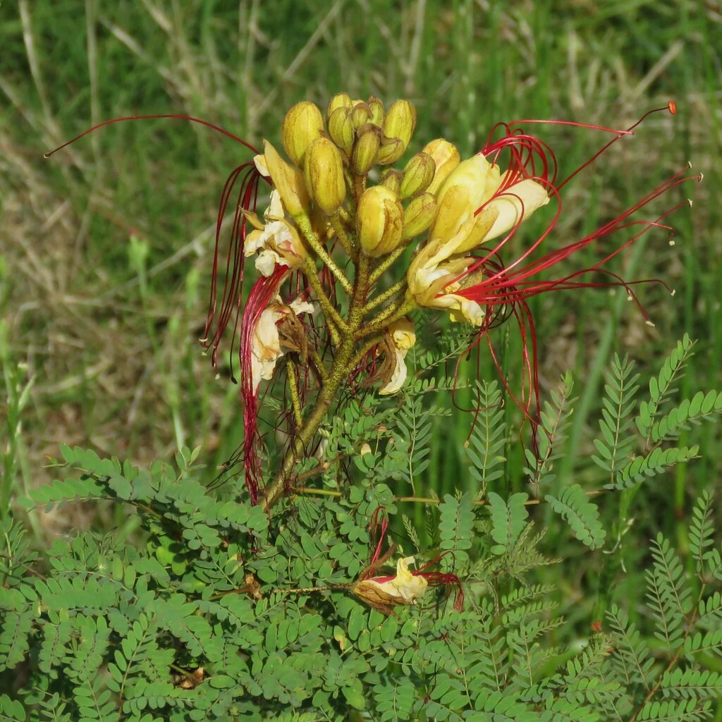 Caesalpinia Gilliesii