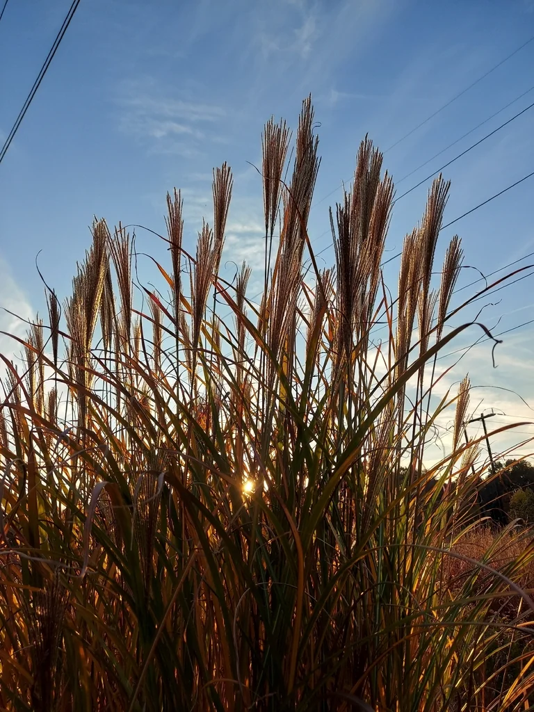 Miscanthus Transmorrisonensis