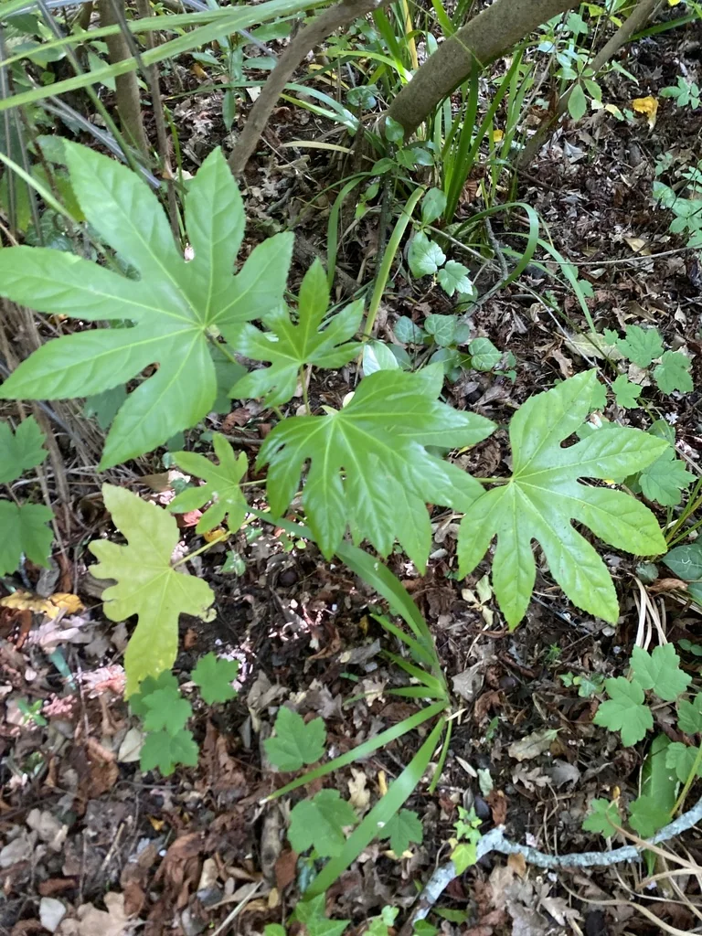 Fatsia Japonica