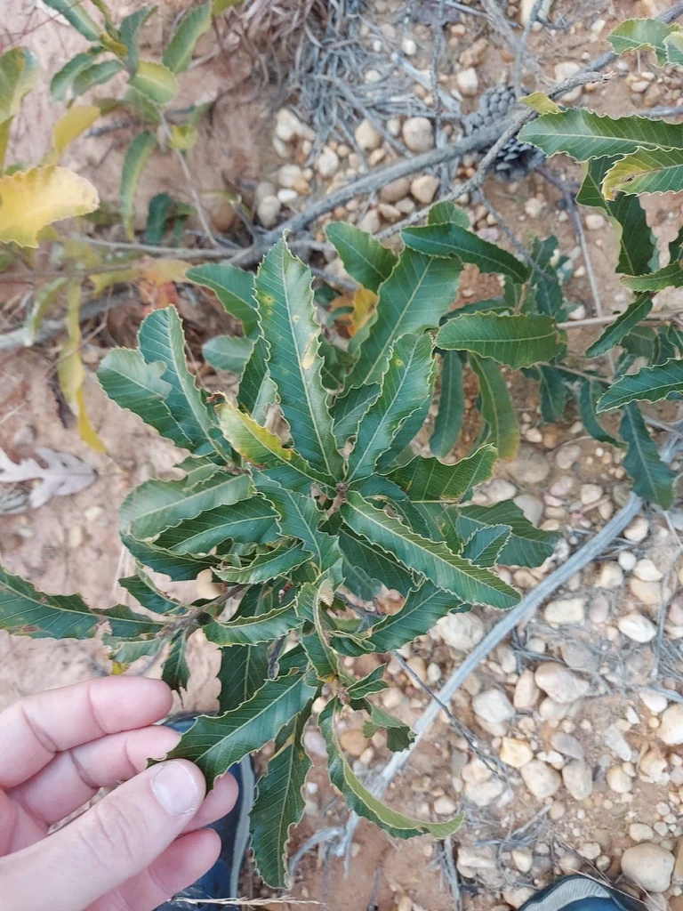 Quercus Acutissima