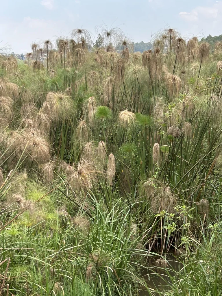 Cyperus Papyrus