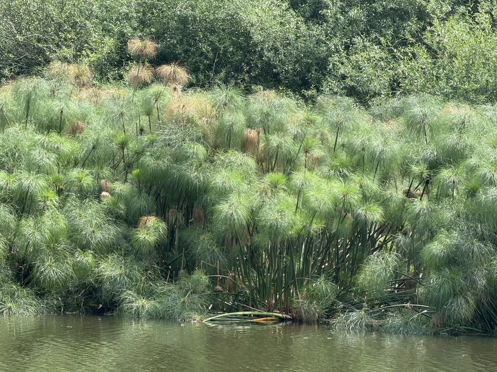 Cyperus Papyrus
