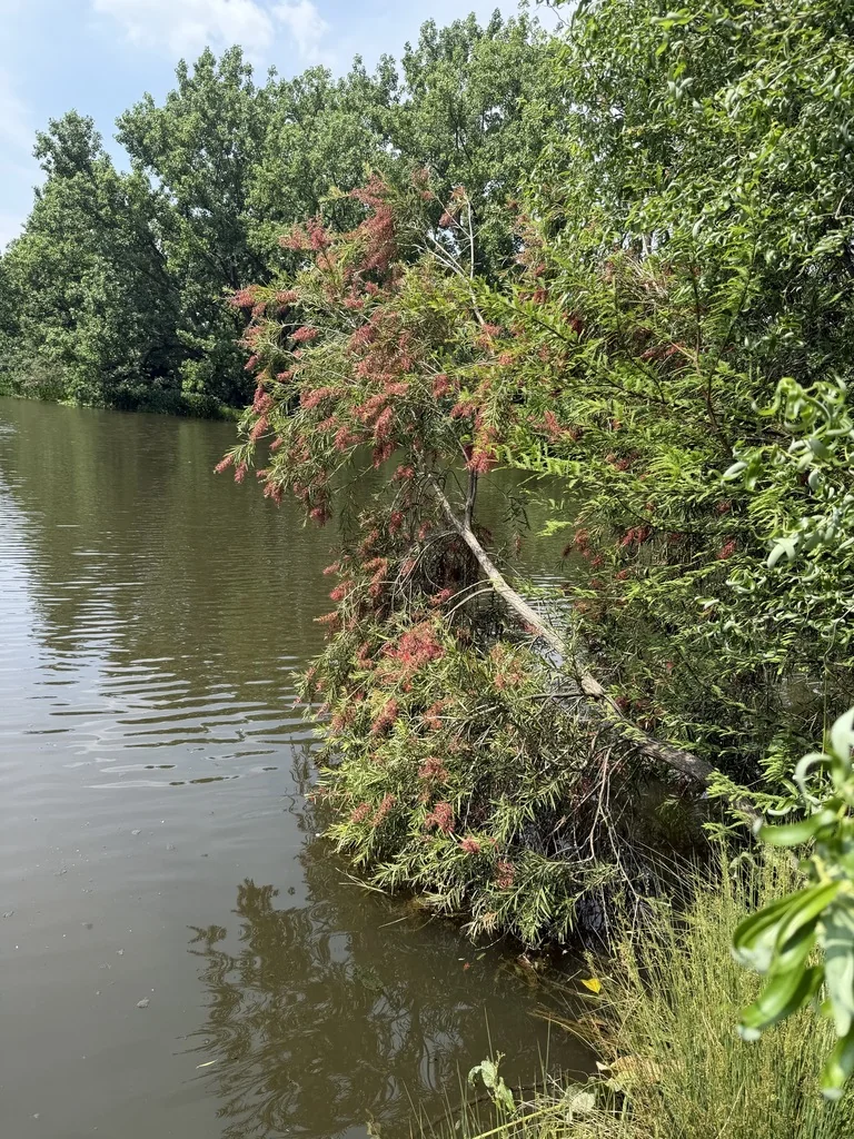 Callistemon Viminalis