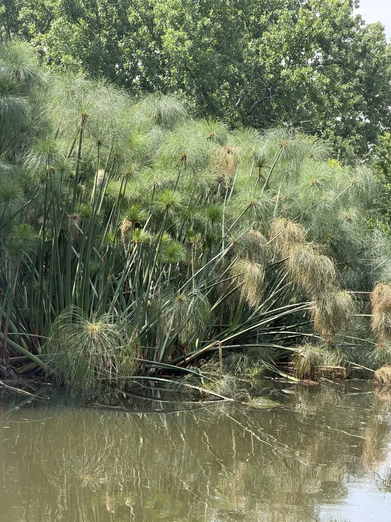 Cyperus Papyrus