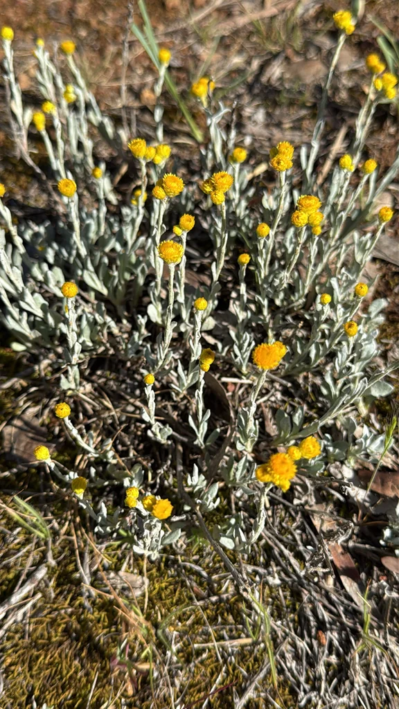 Chrysocephalum apiculatum