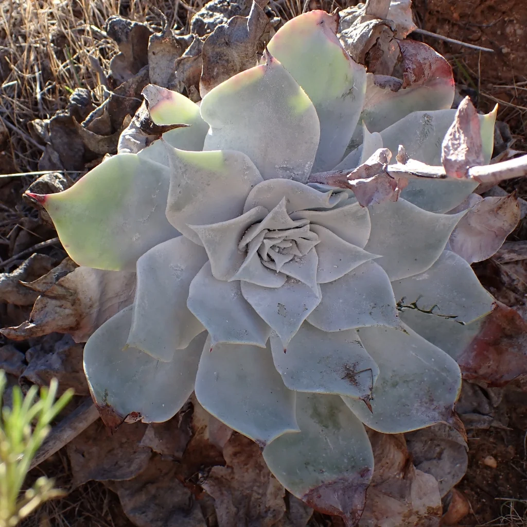 Dudleya Pulverulenta
