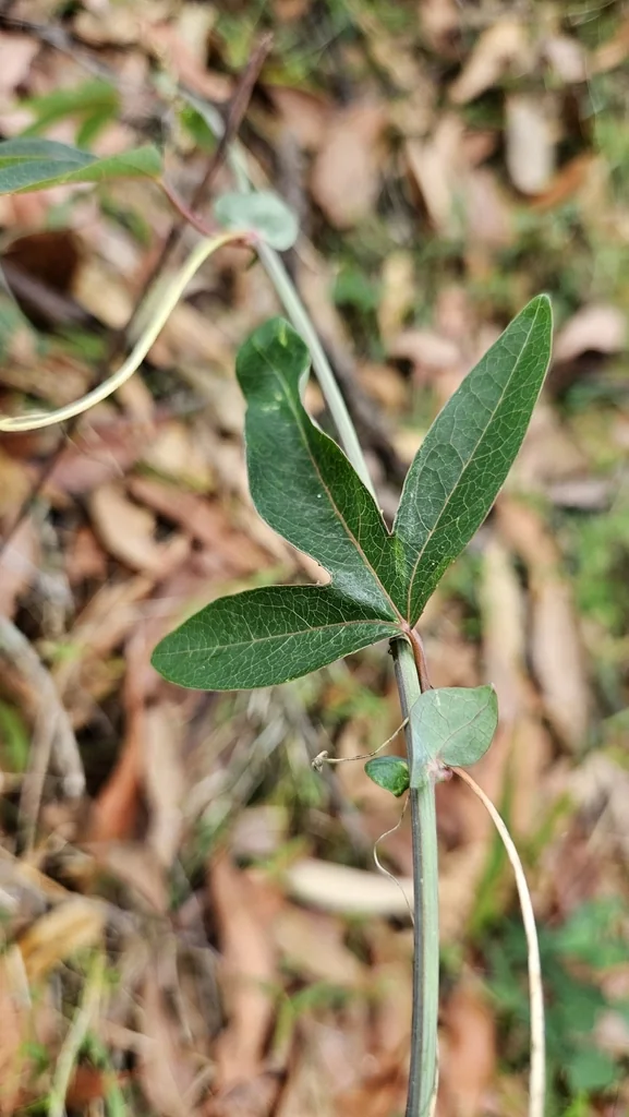 Passiflora Caerulea