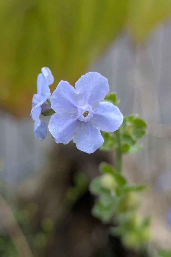 Cynoglossum Amabile
