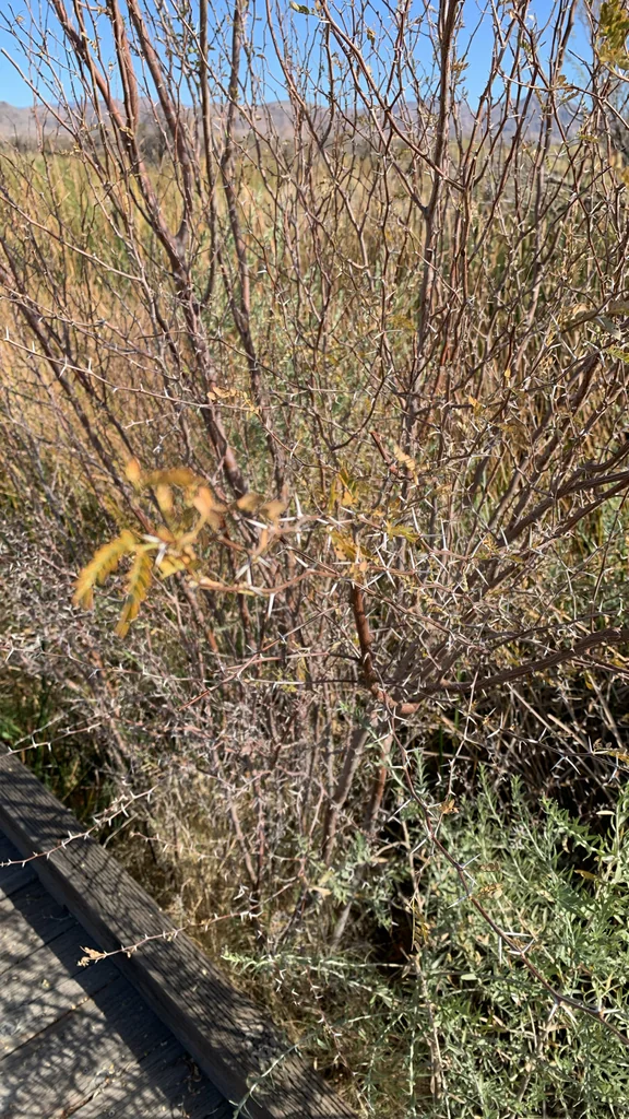 Prosopis Pubescens