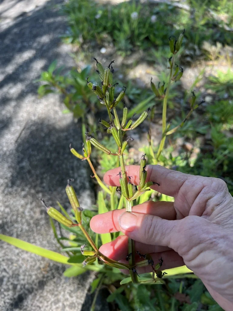 Aristea Ecklonii