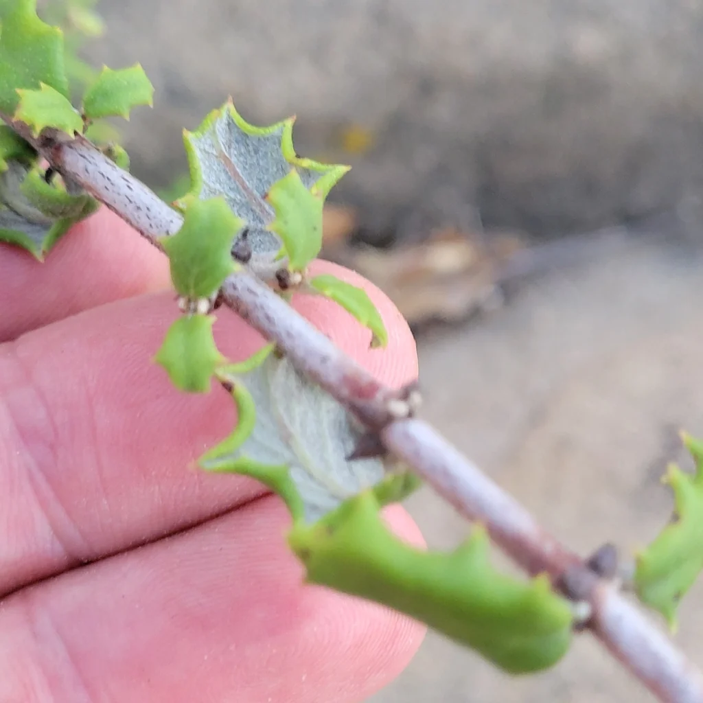 Ceanothus Crassifolius