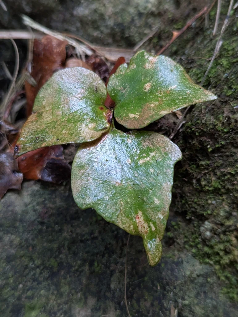 Cyrtomium Falcatum