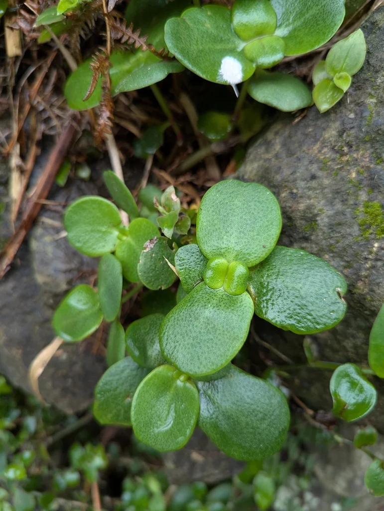 Crassula Multicava