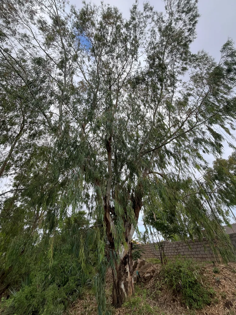 Eucalyptus Camaldulensis