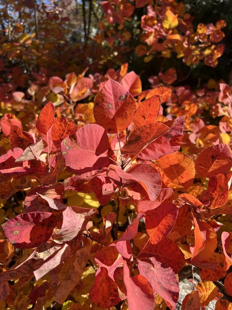 Cotinus coggygria