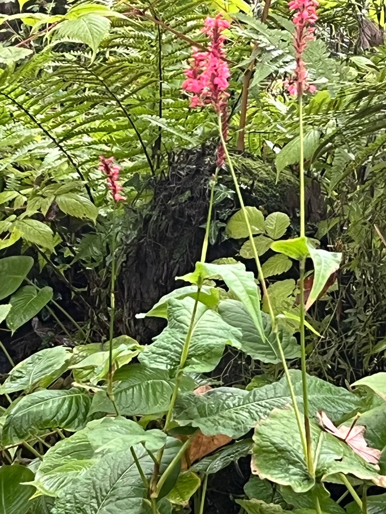 Persicaria amplexicaulis