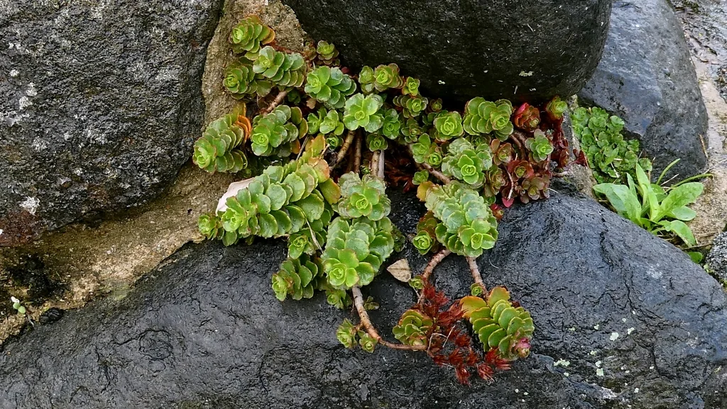 Sedum spurium