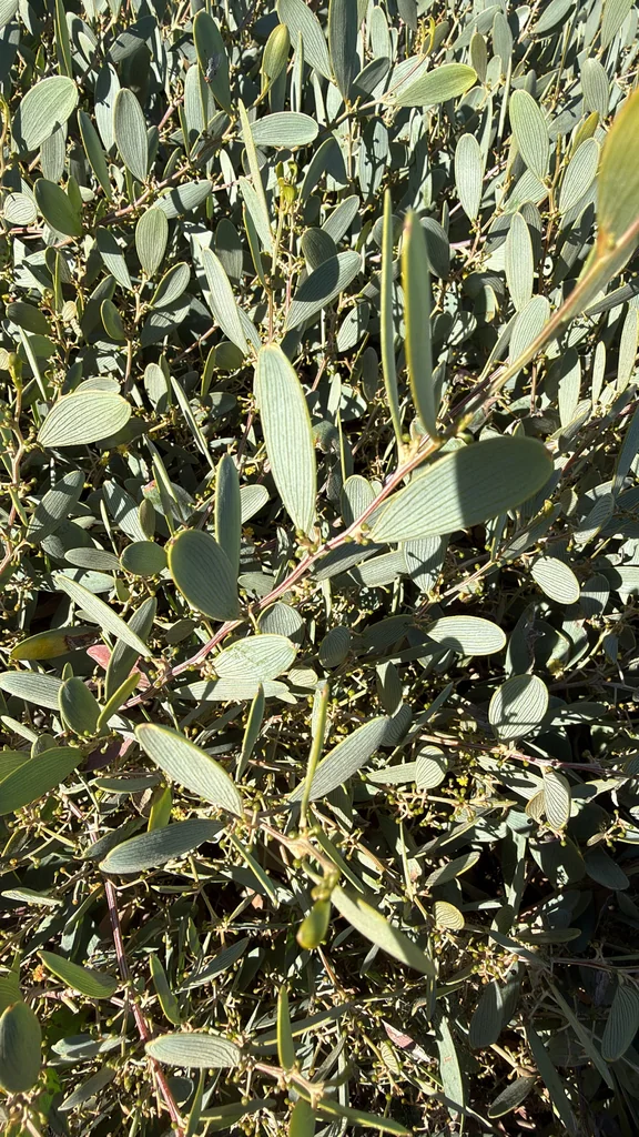 Acacia Redolens
