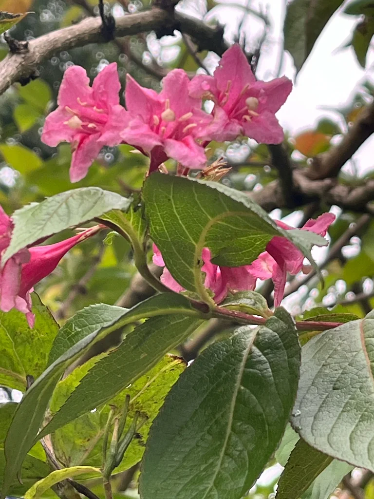 Weigela florida