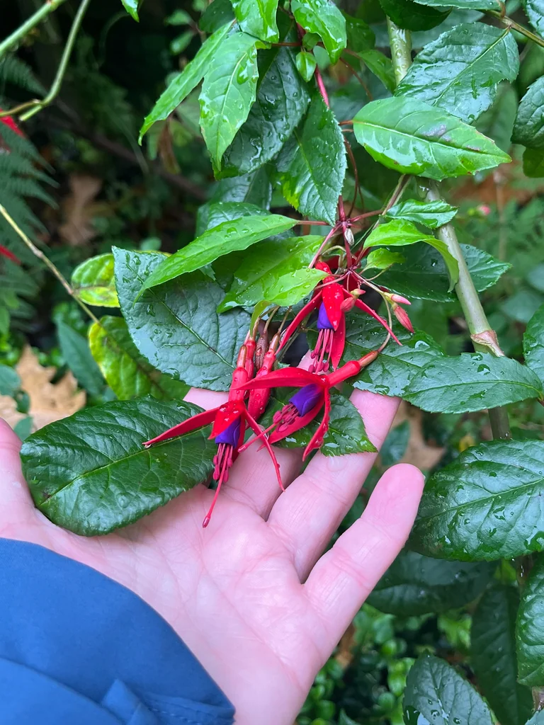 Fuchsia Magellanica
