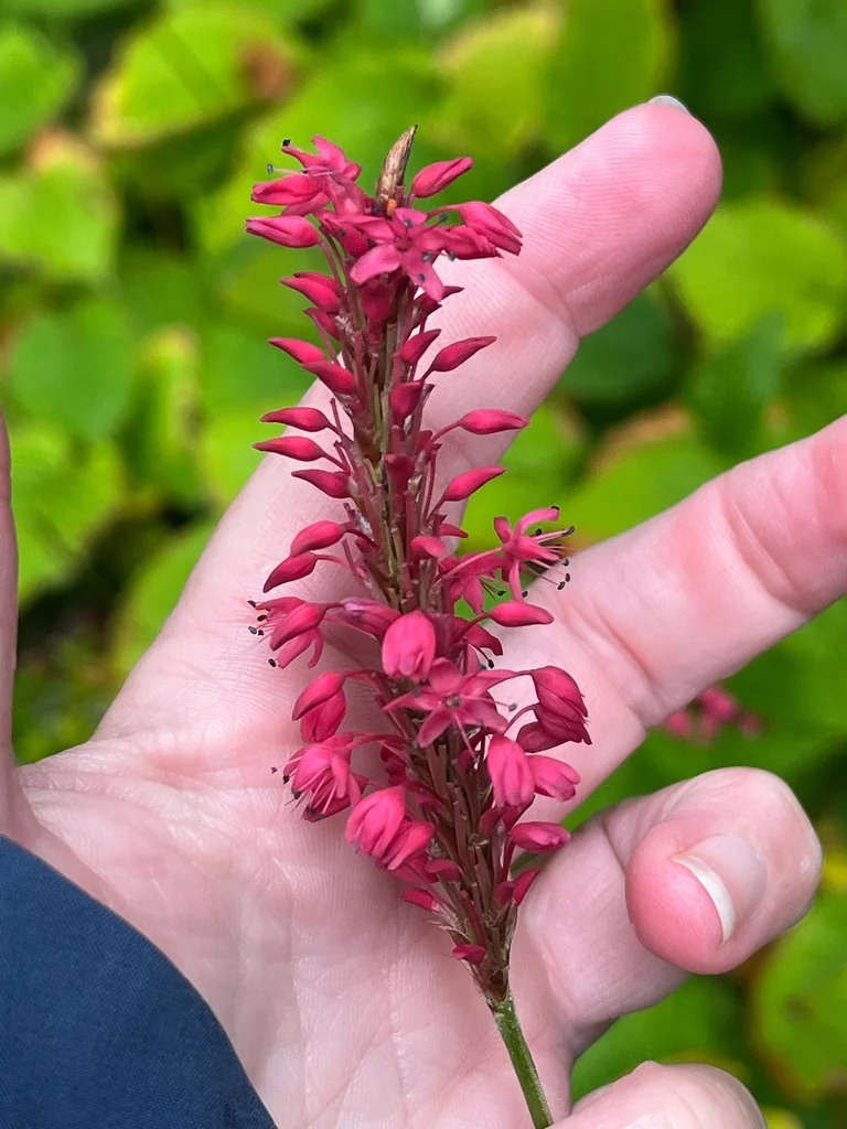 Persicaria amplexicaulis
