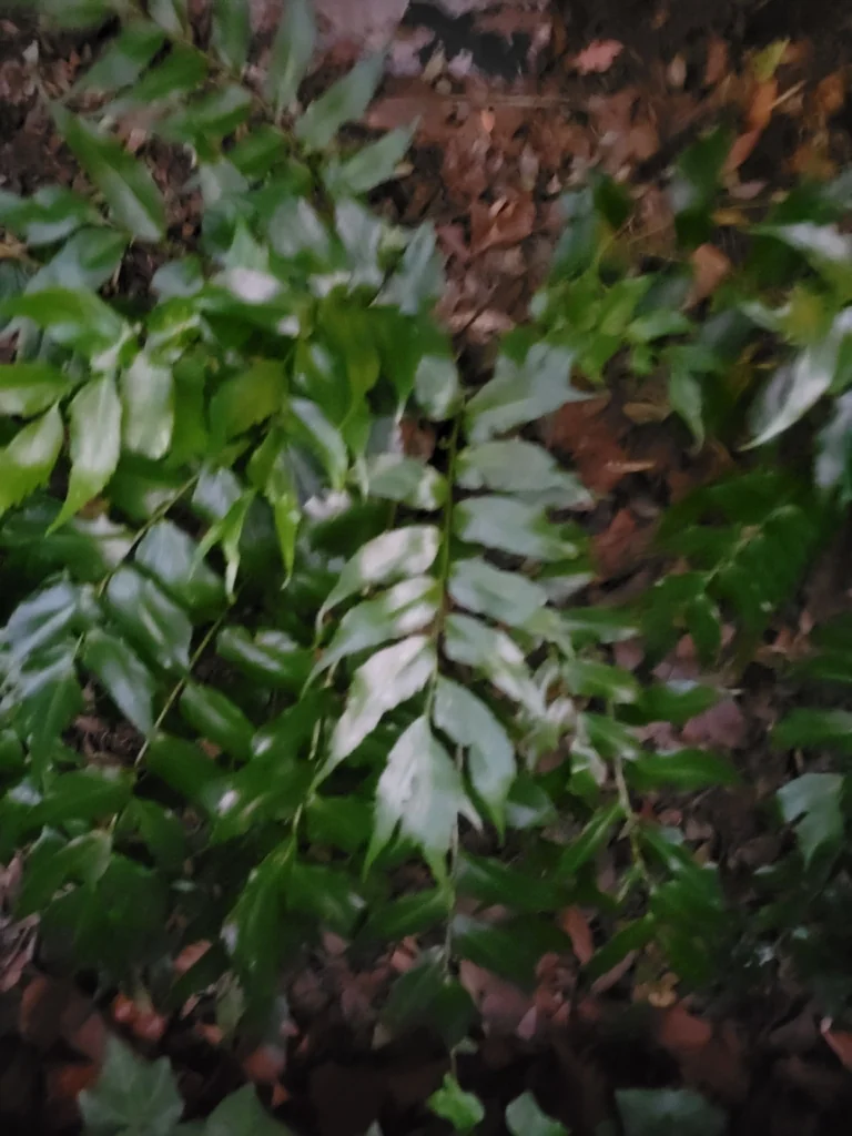 Cyrtomium Falcatum