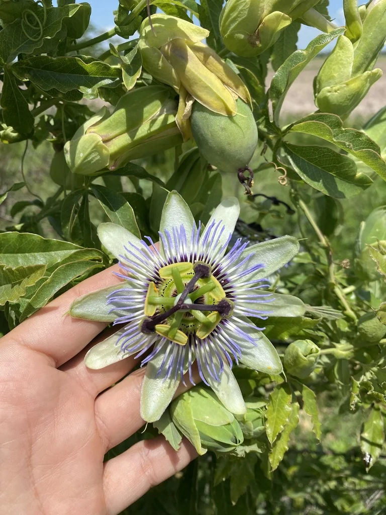 Passiflora Caerulea