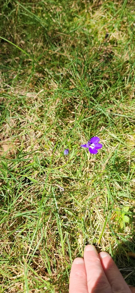 Lobelia erinus