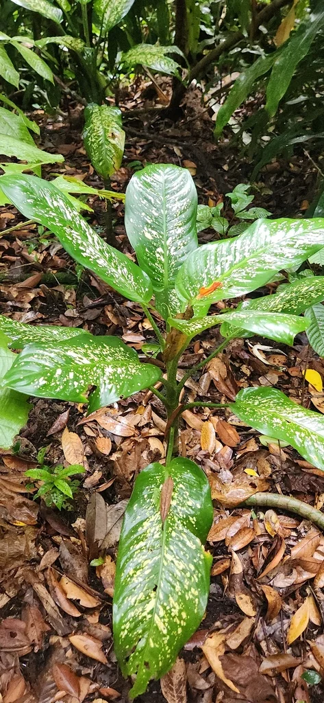 Dieffenbachia Maculata