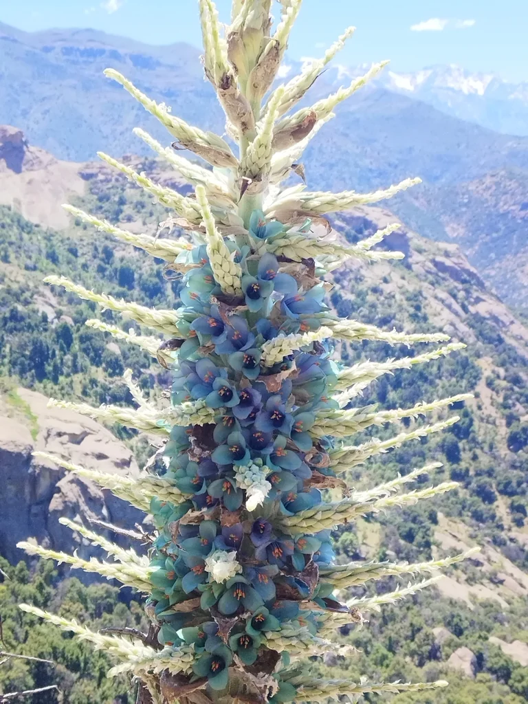 Puya Alpestris