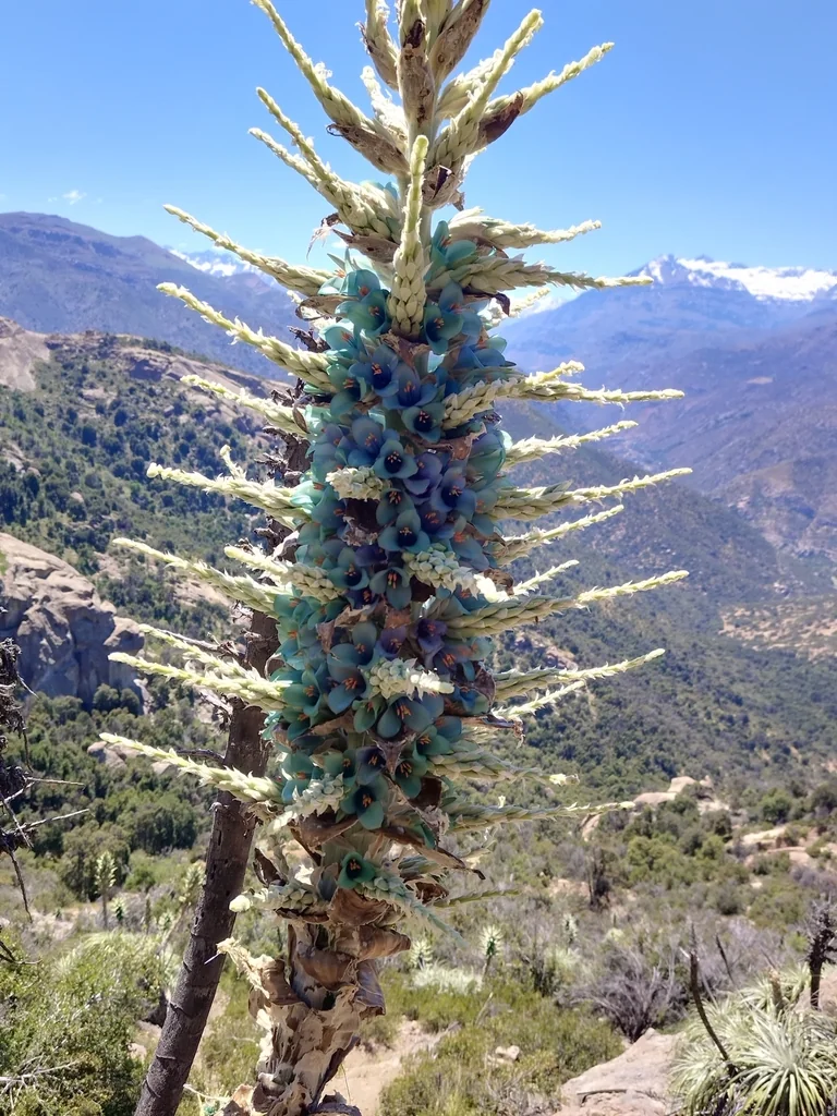 Puya Alpestris